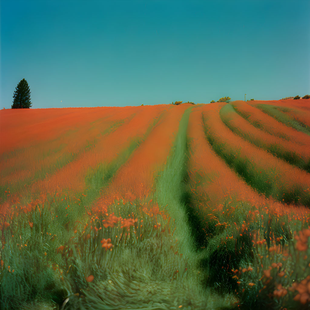 Orange-tinted fields with tracks and sparse trees under a clear blue sky