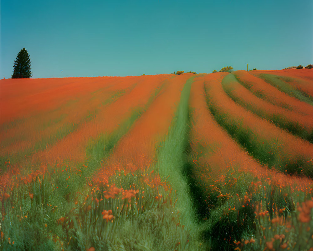 Orange-tinted fields with tracks and sparse trees under a clear blue sky