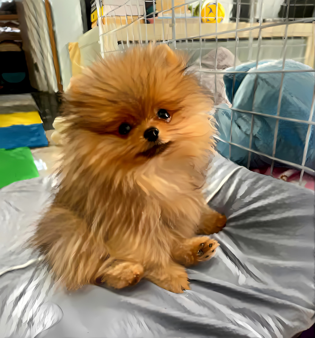 Luke Skywalker - Cute german spitz puppy