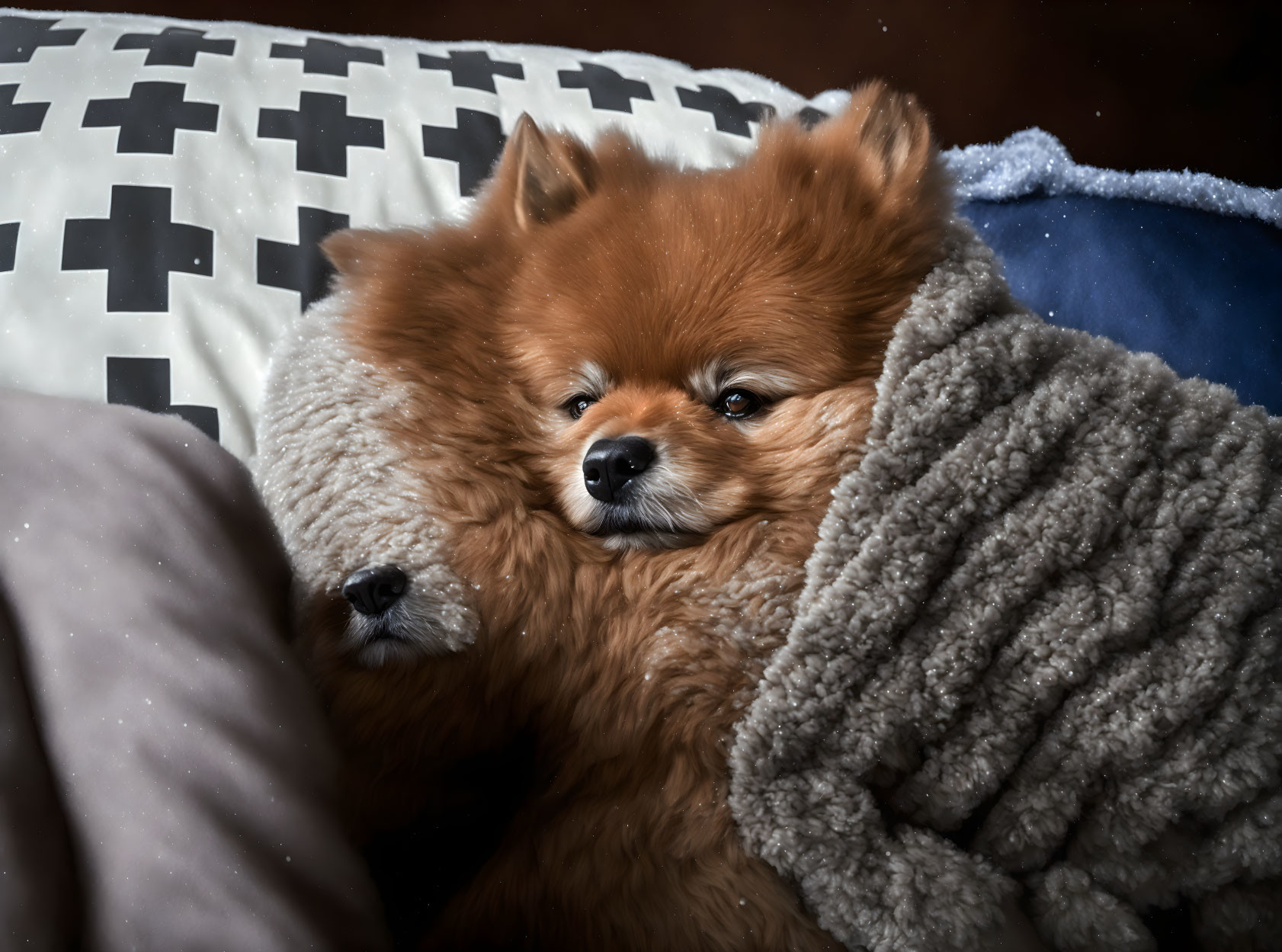 Fluffy Pomeranian Dog in Cozy Setting