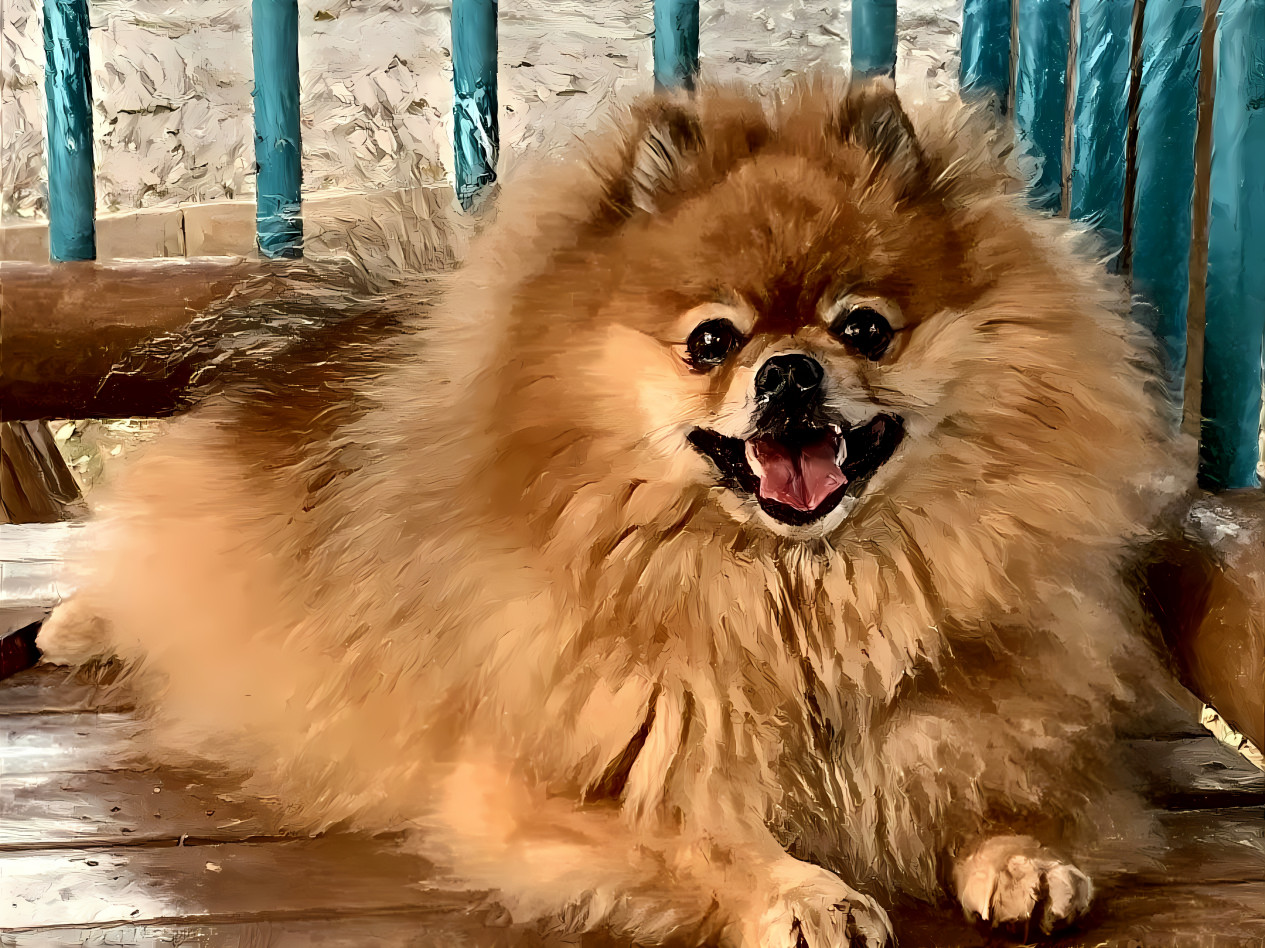 Yoda - The Pomeranian