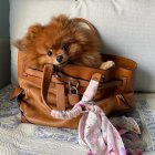 Fluffy Pomeranian Dog in Tan Leather Bag on Gray Background