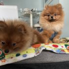 Fluffy Pomeranian Dogs on Colorful Blanket with Blue Bow Tie