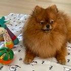 Fluffy Pomeranian Dog on Patterned Blanket with Plush Toys