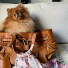 Fluffy Pomeranian dog in brown tote bag on white pillow couch