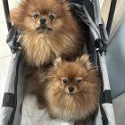 Two Pomeranian dogs in pet stroller with home background