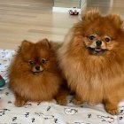 Fluffy Pomeranian Dogs with Toy and Flower Petals