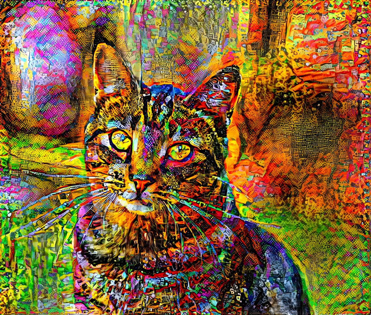 colorful cat / pixabay