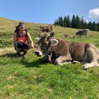 Stylized cows in whimsical field with coffee cup, hills, and plants