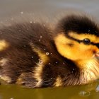 Mother Duck and Duckling in Golden Leaves with Butterfly