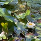 Tranquil Pond Scene with Lily Pads and Water Lilies