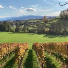 Scenic vineyard landscape with rolling hills, houses, and trees under a clear sky