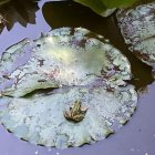 Whimsical speckled frogs on intricate blue flower with lush green leaves