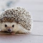 Colorful hedgehog illustration perched on branch in soft background