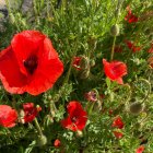 Vivid red poppies in different stages against green background