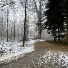 Snow-covered winter forest with serene ambiance