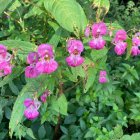 Vibrant Pink Flowers with Green Leaves and Soft Background