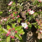 Colorful Forest Scene with Pink Flowers and Red Berries