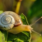 Colorful digital snail on textured green leaf with dewdrops