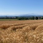 Golden wheat field with autumn trees and full moon in picturesque landscape