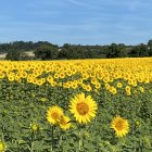 Yellow flowers field with large surreal planets in the background