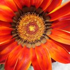 Detailed Close-Up Illustration of Large Red-Orange Flower on Soft Blue Background