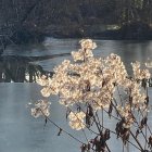 White Flowers in a Serene Frozen Landscape