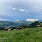 Colorful landscape painting: rolling hills, cows, village, whimsical clouds