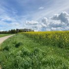 Colorful meadow of flowers under a blue sky with fluffy clouds