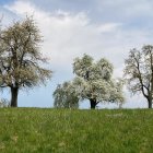 Colorful blooming trees and vibrant flowers in a whimsical landscape with fluffy white clouds.