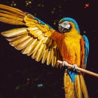 Colorful stylized bird illustration with golden-yellow feathers and outspread wings on a branch against a dark