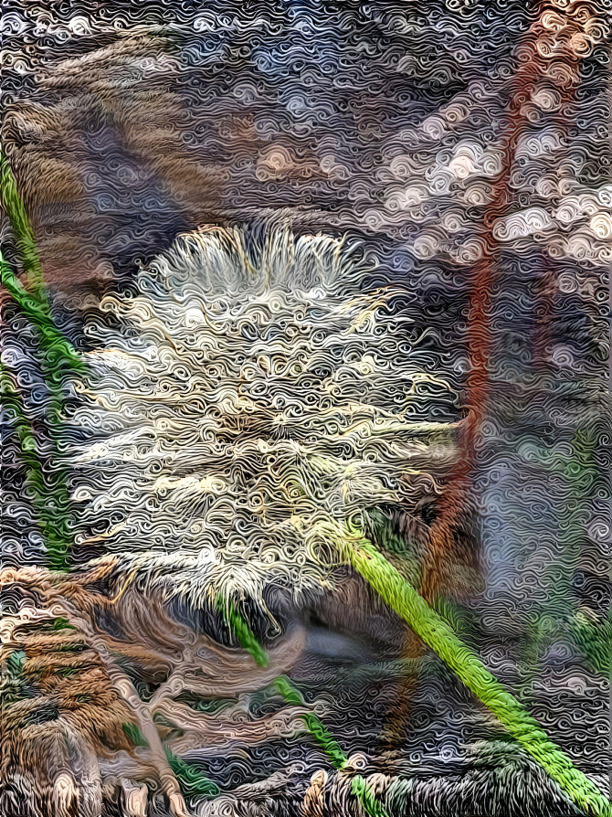 Dandelion