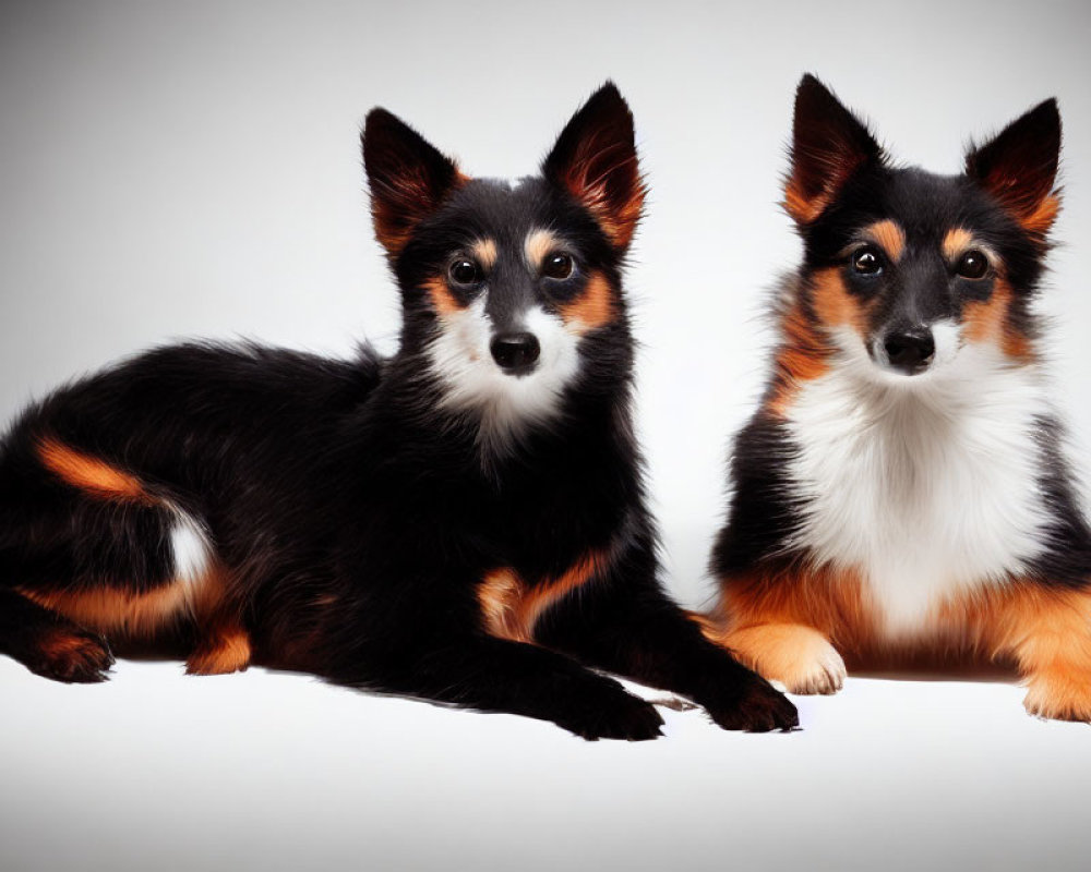 Adorable Tricolor Shetland Sheepdog Puppies in Different Poses