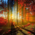 Scenic forest with red-leafed trees and stream under sunshine