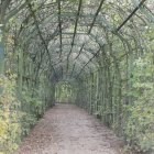 Tranquil sunlit forest path with lush greenery and wildflowers