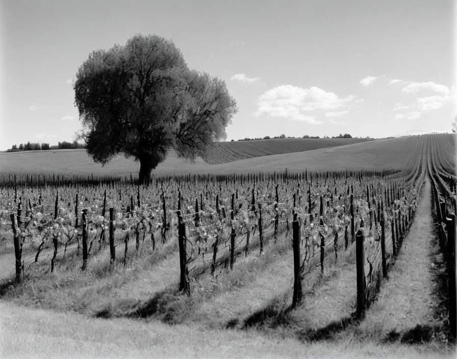 Monochrome photo of lone tree in vineyard under vast sky