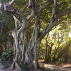 Twisted, intertwined trunks of ancient tree in lush forest