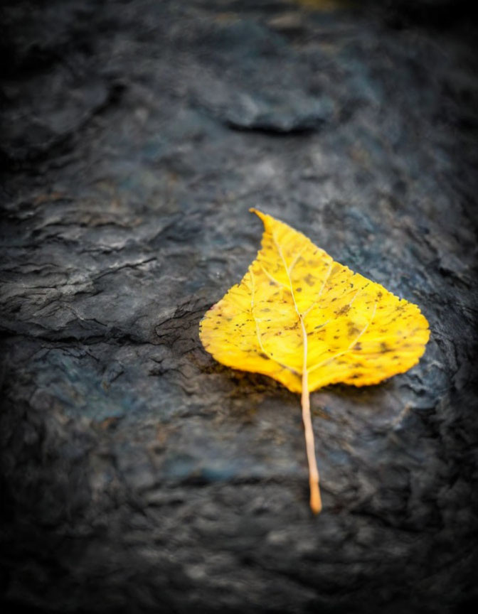 Vibrant yellow leaf on dark stone surface