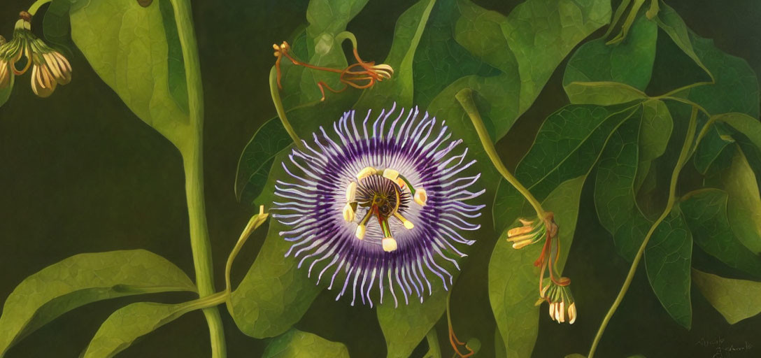 Detailed Purple and White Passion Flower Illustration with Stamens and Leaves