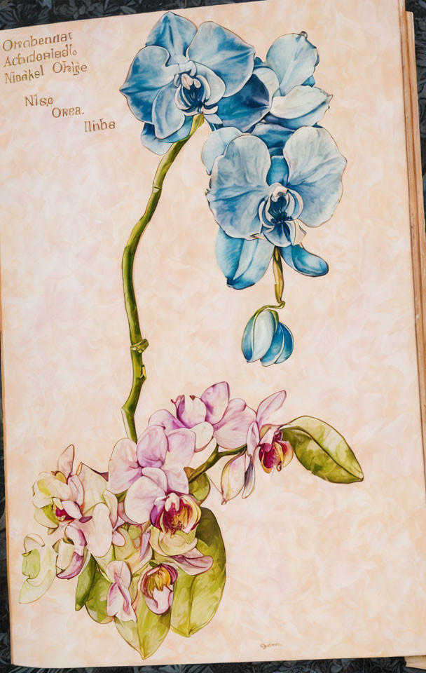 Blue and Pink Orchid Watercolor Painting with Annotations