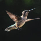 Iridescent hummingbird mid-flight with orange leaves in dark forest.