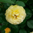 Vivid painting of yellow rose with dewdrops, green leaves, and purple bud