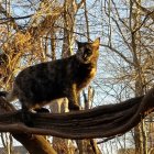 Leopard on thick tree branch in dense forest with dappled sunlight