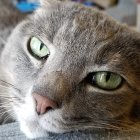 Snow leopard with green eyes and spotted fur in close-up view.