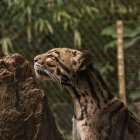 Intricate Painting of a Clouded Leopard in Forest