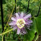 Detailed Purple and White Passion Flower Illustration with Stamens and Leaves