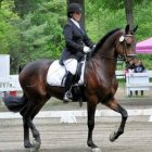 Formal Equestrian Riding with Chestnut Horse and Nature