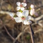 White Cherry Blossoms and Pink Buds Against Green Background