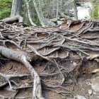 Intricate Tree Root Network with Tranquil River and Lush Vegetation