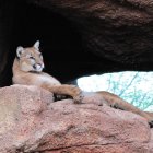 Mountain lion resting on rocky ledge with dark cave entrance and white-pebbled terrain in the background